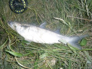 Mullet in June 2014 004