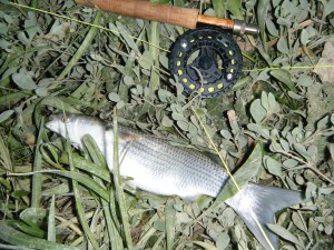 Mullet in June 2014 007