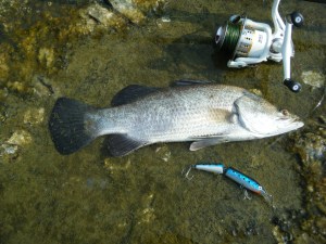 Baramundi 002