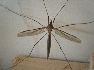 Daddy long legs