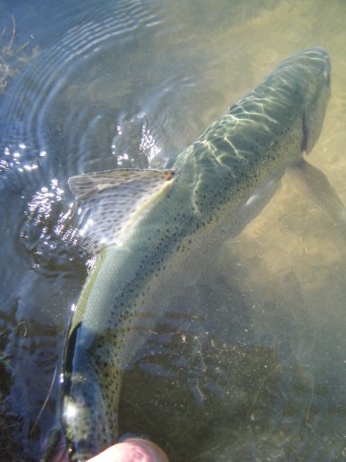 Budinton and Wiston 2016 013