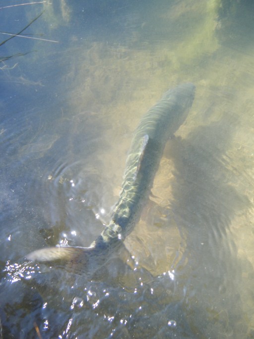 Budinton and Wiston 2016 014